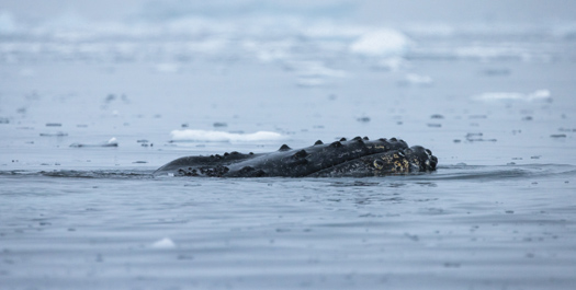 At Sea, Drake Passage – Day 9-10