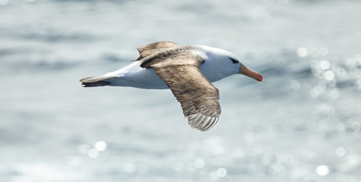 At Sea, Drake Passage - Days 9 & 10