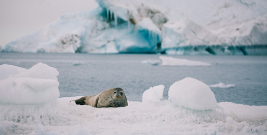 East Antarctic Peninsula - Days 5 to 7