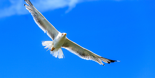 Drake Passage & Antarctica