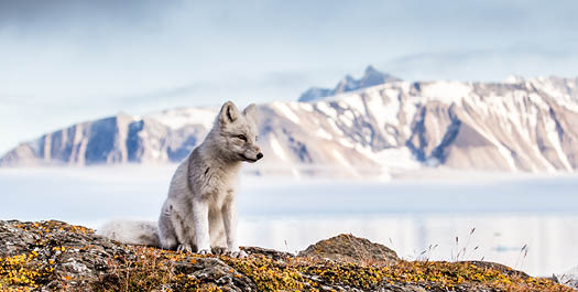 Søraust-Svalbard Nature Reserve