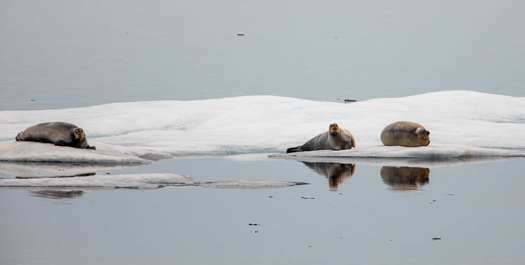 Sailing Ice Floes in Beaufort Sea - Day 21-24