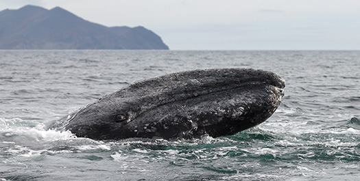 Disko Bay