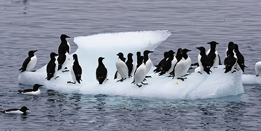 Sailing In The Hinlopen Strait