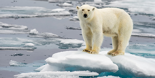 Navigating Through The Sea Ice