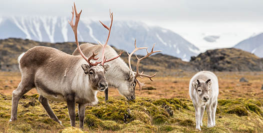 Soraust-Svalbard Nature Reserve