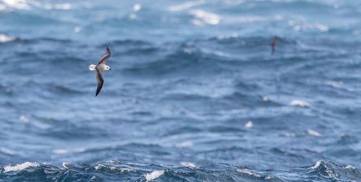 Crossing the Denmark Strait