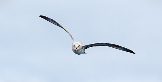 At Sea - Crossing the Denmark strait