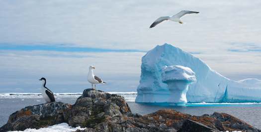 Antarctica Exploration - Day 5 to 11