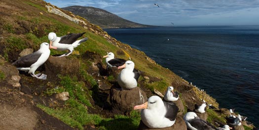 Stanley Island, Falkland Islands